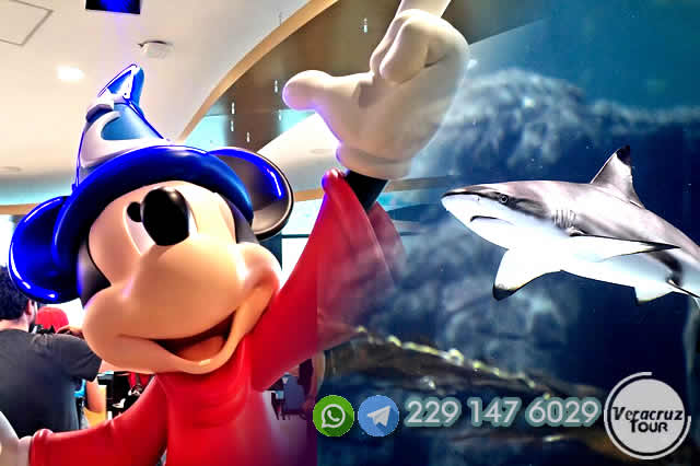 Excursión al Disney Animation Cafe y Al Acuario Michin En CDMX Saliendo de Veracruz, Cardel o Xalapa